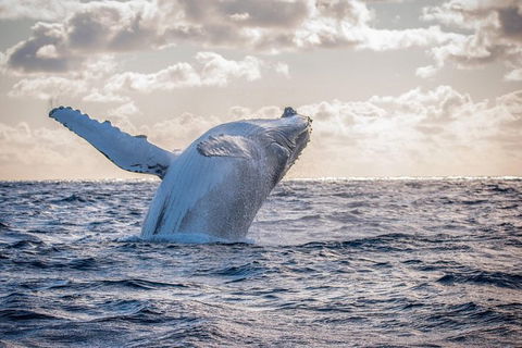 Margaret River Indulge And Discover Day Tour - Kalgoorlie Accommodation 17