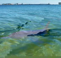 Bunbury Dolphins Discovery Tour - Fly From Perth - Kalgoorlie Accommodation