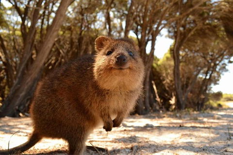 Fly To Rottnest Island By Plane - Kalgoorlie Accommodation 6