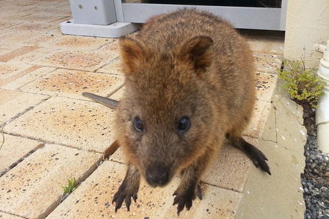 Wave Rock, Pinnacles And Rottnest One Day Aeroplane Tour - Kalgoorlie Accommodation 6
