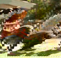 Very Best of Perth Tour - Wildlife Park  City Highlights Tour - Kalgoorlie Accommodation