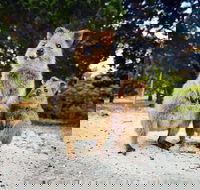 Rottnest Island All-Inclusive Grand Island Tour from Fremantle - Kalgoorlie Accommodation