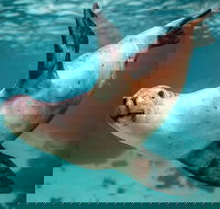 Carnac Island Half Day Sail - Kalgoorlie Accommodation