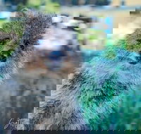 Snorkel and Visit the gorgeous Rottnest Island - Kalgoorlie Accommodation