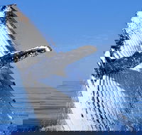 Whale Watching Tour - Kalgoorlie Accommodation