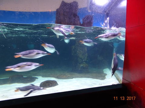SEA LIFE Melbourne Aquarium Admission Ticket - Kalgoorlie Accommodation 6