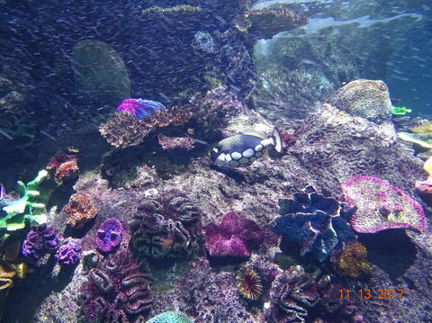 SEA LIFE Melbourne Aquarium Admission Ticket - Kalgoorlie Accommodation 3