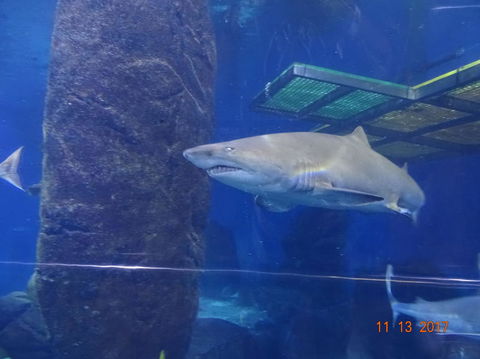 SEA LIFE Melbourne Aquarium Admission Ticket - Kalgoorlie Accommodation 5