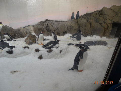 SEA LIFE Melbourne Aquarium Admission Ticket - Kalgoorlie Accommodation 4