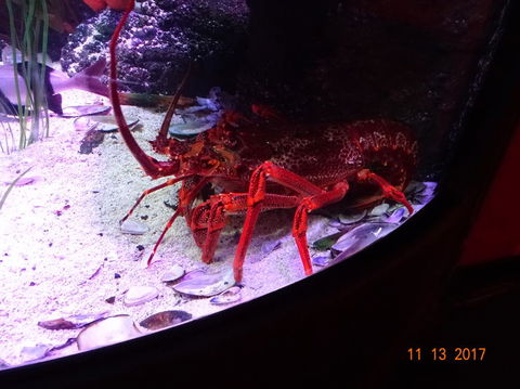 SEA LIFE Melbourne Aquarium Admission Ticket - Kalgoorlie Accommodation 11