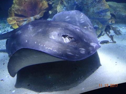 SEA LIFE Melbourne Aquarium Admission Ticket - Kalgoorlie Accommodation 9