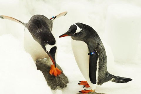 SEA LIFE Melbourne Aquarium Admission Ticket - Kalgoorlie Accommodation 15