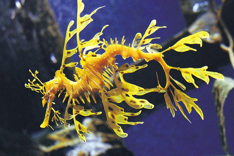 SEA LIFE Melbourne Aquarium Admission Ticket - Kalgoorlie Accommodation 19