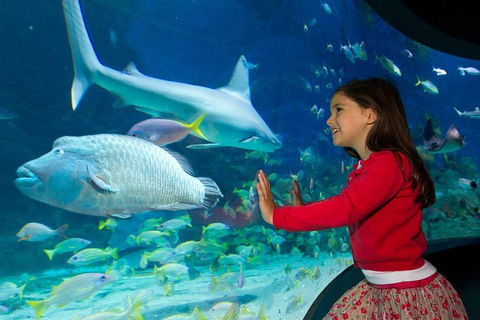 SEA LIFE Melbourne Aquarium Admission Ticket - Kalgoorlie Accommodation 25