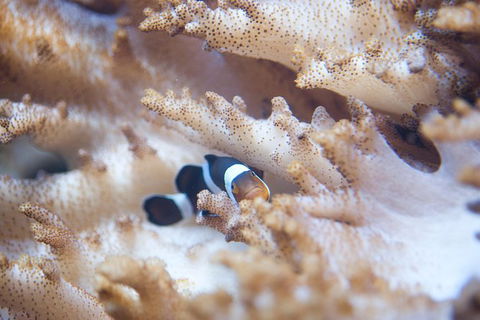 SEA LIFE Melbourne Aquarium Admission Ticket - Kalgoorlie Accommodation 16