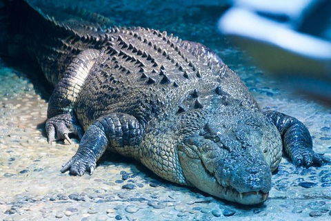 SEA LIFE Melbourne Aquarium Admission Ticket - Kalgoorlie Accommodation 20