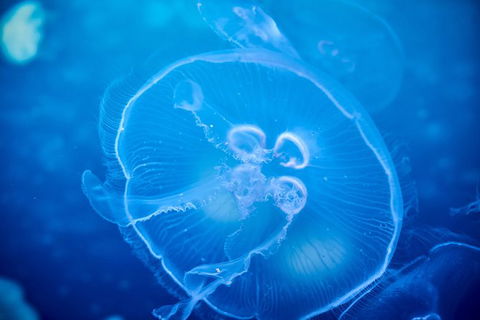SEA LIFE Melbourne Aquarium Admission Ticket - Kalgoorlie Accommodation 22