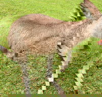 2 Day Exclusively Private Tour Of Phillip Island  The Penguin Parade - Kalgoorlie Accommodation