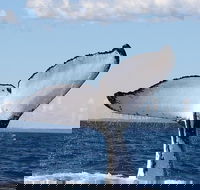 Phillip Island Whale Watching Tour - Kalgoorlie Accommodation