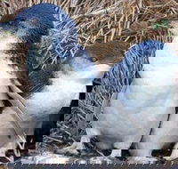 Day Tour of Phillip Island Nature Parks  Penguins - Kalgoorlie Accommodation
