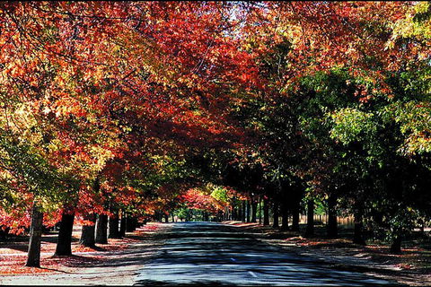 Macedon Ranges Small Group Wine Tour With 2 Course Lunch And Morning Tea - Kalgoorlie Accommodation 3