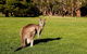 Full-Day Private Tour To Grampians From Melbourne - thumb 4