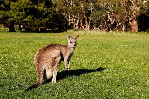 Full-Day Private Tour To Grampians From Melbourne - Kalgoorlie Accommodation 4