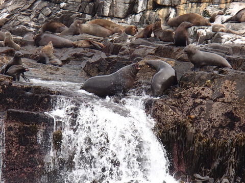 Full-Day Bruny Island Tour From Hobart - Kalgoorlie Accommodation 21