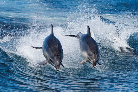 Full-Day Bruny Island Tour From Hobart - Kalgoorlie Accommodation 29