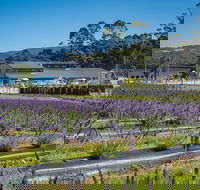 Private Tasman Peninsula Cruise Ship Tour from Port Arthur - Kalgoorlie Accommodation