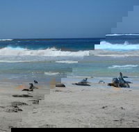 Kangaroo Island in a Day Tour from Adelaide - Kalgoorlie Accommodation