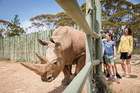 Rhino Interactive And A Day At Monarto Safari Park - Kalgoorlie Accommodation 0