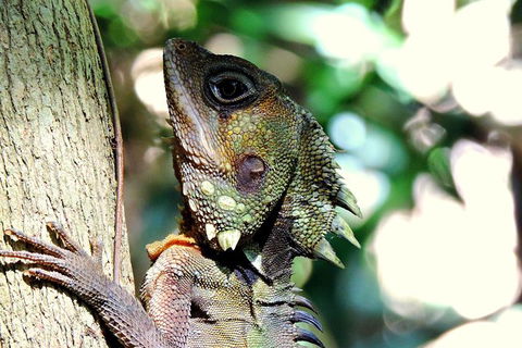 Daintree Rainforest, Cape Tribulation, Mossman Gorge In A Day - Kalgoorlie Accommodation 8