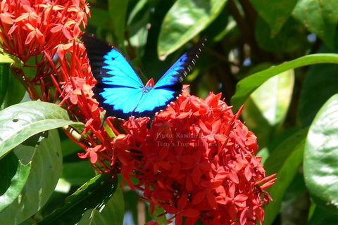 Daintree Rainforest, Cape Tribulation, Mossman Gorge In A Day - Kalgoorlie Accommodation 9