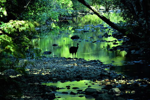 Daintree - Cape Tribulation & Atherton Tablelands Tours From Port Douglas - Kalgoorlie Accommodation 1