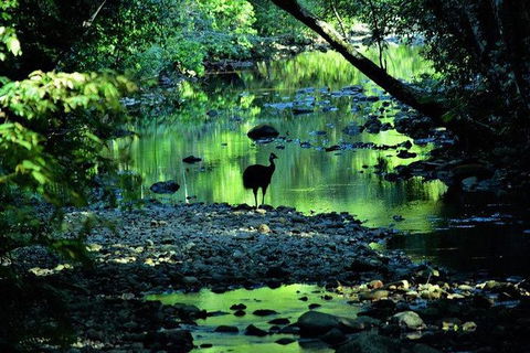 Daintree - Cape Tribulation & Atherton Tablelands Tours From Port Douglas - Kalgoorlie Accommodation 26