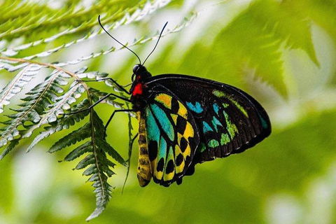 Daintree - Cape Tribulation & Atherton Tablelands Tours From Port Douglas - Kalgoorlie Accommodation 19