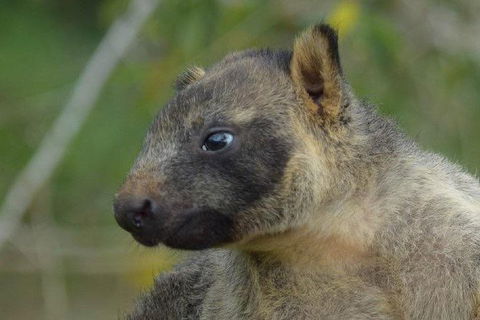 Daintree - Cape Tribulation & Atherton Tablelands Tours From Port Douglas - Kalgoorlie Accommodation 8