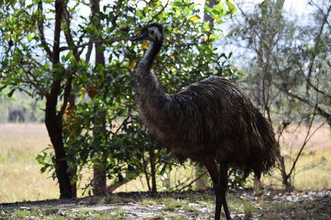 Daintree - Cape Tribulation & Atherton Tablelands Tours From Port Douglas - Kalgoorlie Accommodation 29
