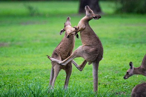 Daintree - Cape Tribulation & Atherton Tablelands Tours From Port Douglas - Kalgoorlie Accommodation 14
