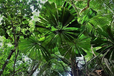 Daintree - Cape Tribulation & Atherton Tablelands Tours From Port Douglas - Kalgoorlie Accommodation 22