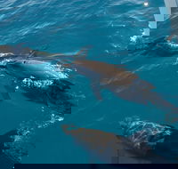 Fraser Island  Dolphin Sailing Adventure - Kalgoorlie Accommodation