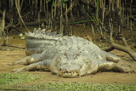 Daintree River Dawn Cruise - Kalgoorlie Accommodation 1