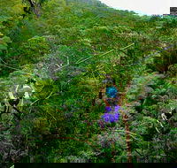 Tamborine Mountain Daily Service Treetop Challenge and Thunderbird Park - Kalgoorlie Accommodation