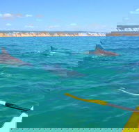 Half-Day Kayak with Dolphins and 4WD Beach Drive from Rainbow Beach - Kalgoorlie Accommodation