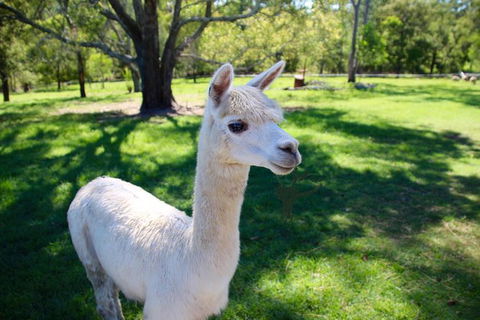 Half Day Animal Tour - Kalgoorlie Accommodation 2