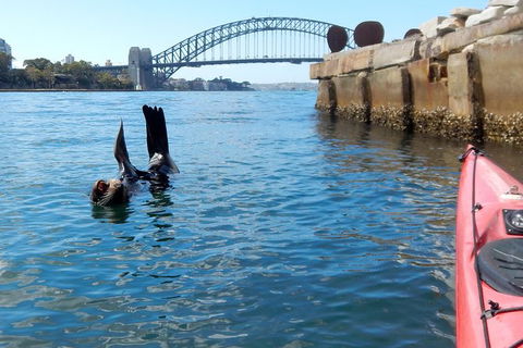 Kayak To Goat Island In Sydney Harbour With Local - Kalgoorlie Accommodation 3