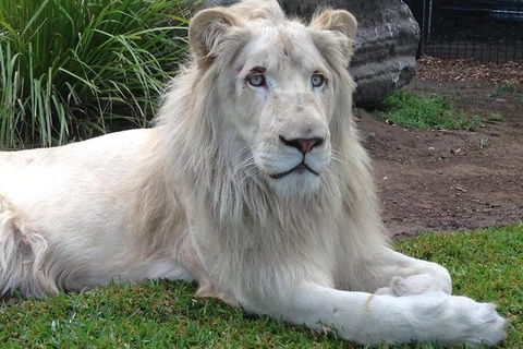 Private Shoalhaven Zoo Experience From Sydney - Kalgoorlie Accommodation 1