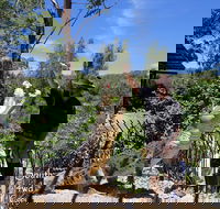 Private Shoalhaven Zoo Experience from Sydney - Kalgoorlie Accommodation