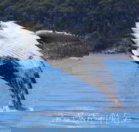 Whale Watching Jervis Bay - Kalgoorlie Accommodation